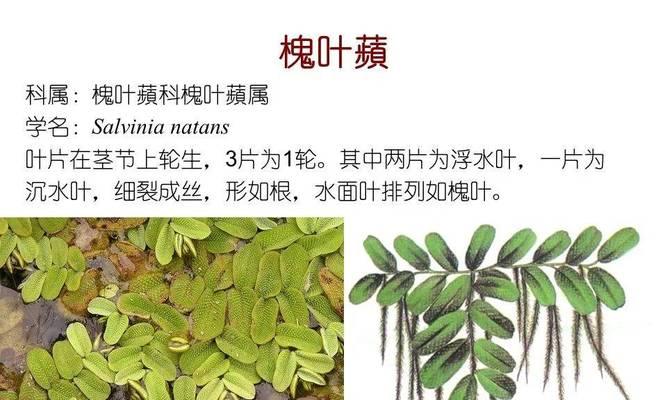 水生植物有哪些种类？它们的生长环境有何特点？