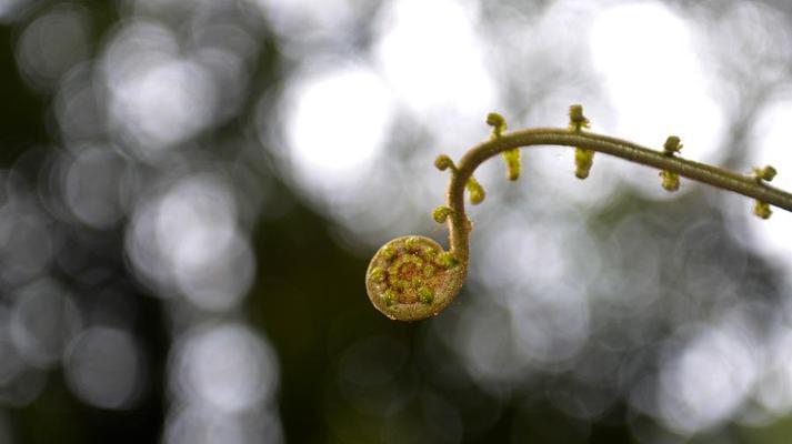 林芝市有哪些保护植物？保护植物的种类和意义是什么？