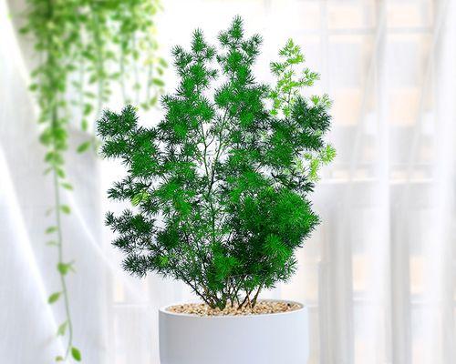 属猴的人适合养哪种植物盆栽？养什么植物盆栽最旺？
