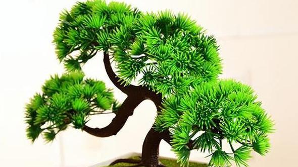 属猴的人适合养哪种植物盆栽？养什么植物盆栽最旺？