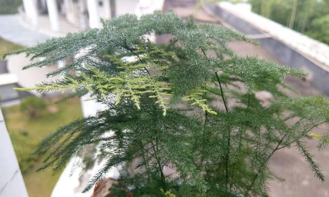 属猴的人适合养哪种植物盆栽？养什么植物盆栽最旺？