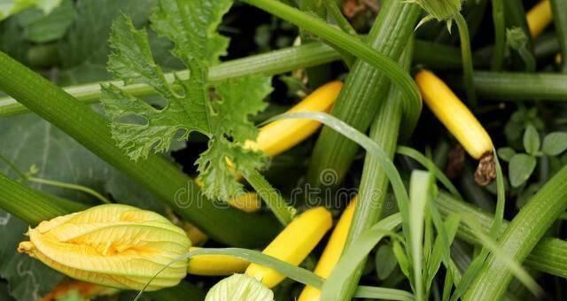 卷须植物香蕉的养护技巧有哪些？如何处理常见的养护问题？