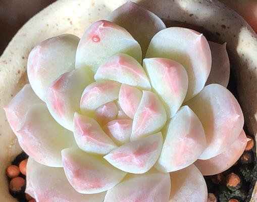 多肉植物怎么控型？有哪些方法可以让它们保持美观？