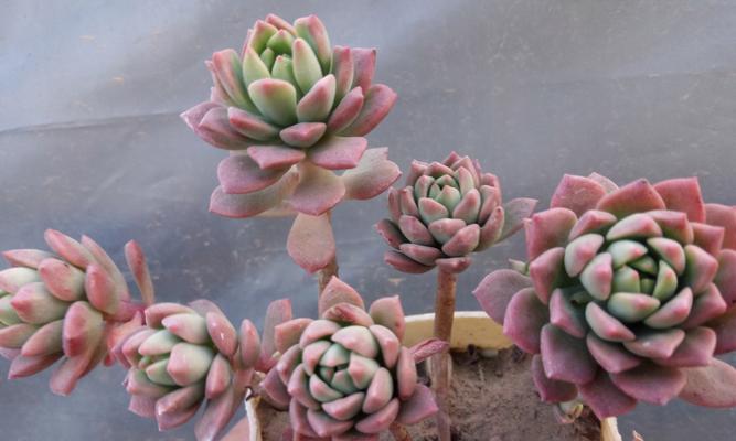 多肉植物怎么控型？有哪些方法可以让它们保持美观？
