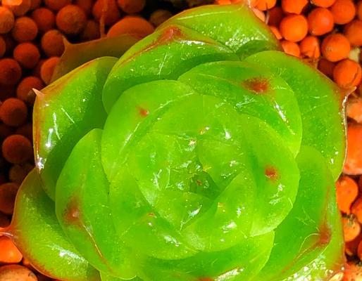 多肉植物怎么控型？有哪些方法可以让它们保持美观？