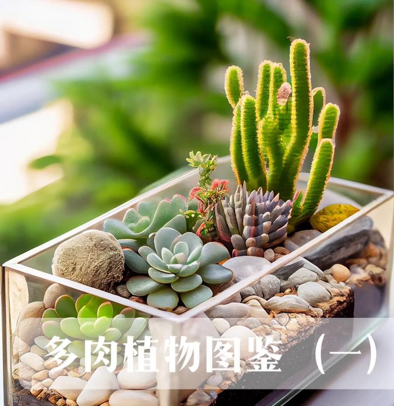 多肉植物如何分类？