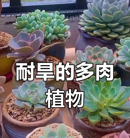 多肉植物如何分类？