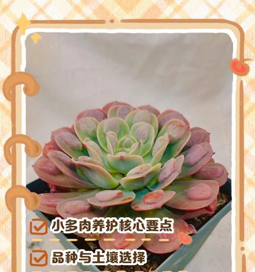 多肉植物如何分类？