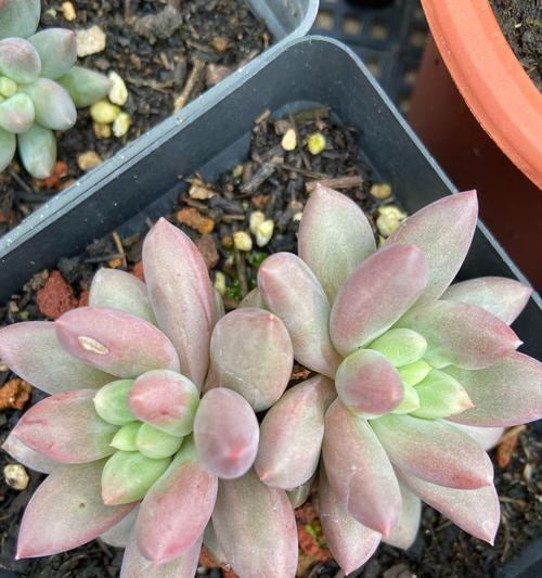 多肉植物摆放有什么讲究？如何摆放更美观？