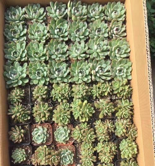 多肉植物摆放有什么讲究？如何摆放更美观？