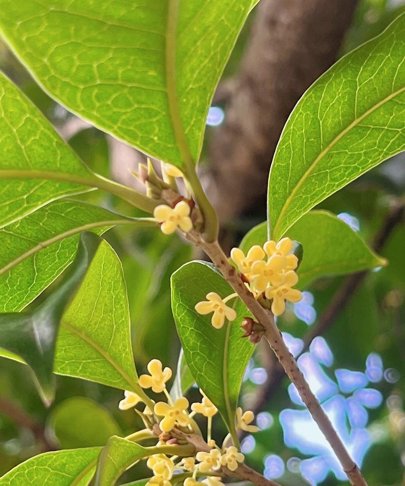 秋天的植物有什么？秋季植物的生长特点是什么？