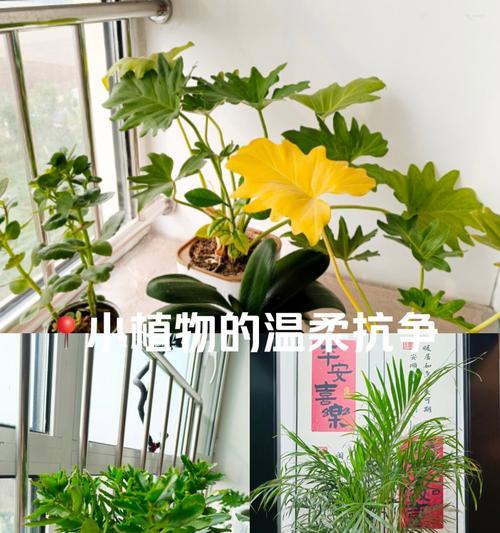 秋天的植物有什么？秋季植物的生长特点是什么？