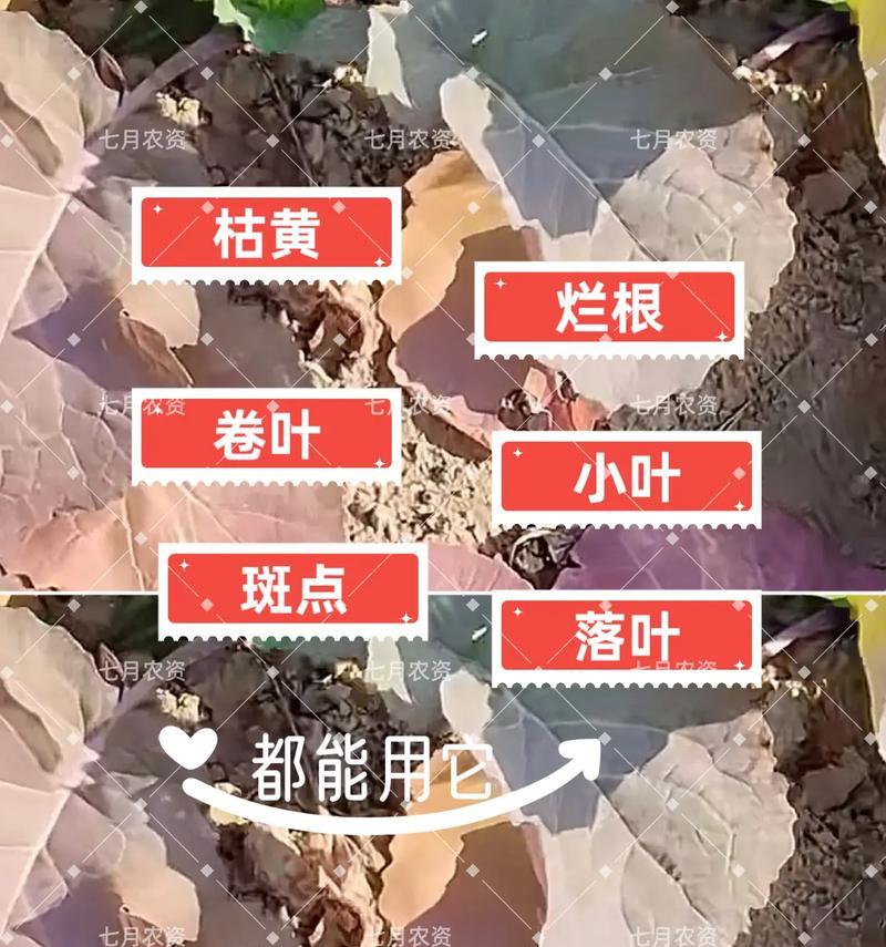 植物叶片变黄的常见原因有哪些？如何预防和解决植物变黄问题？