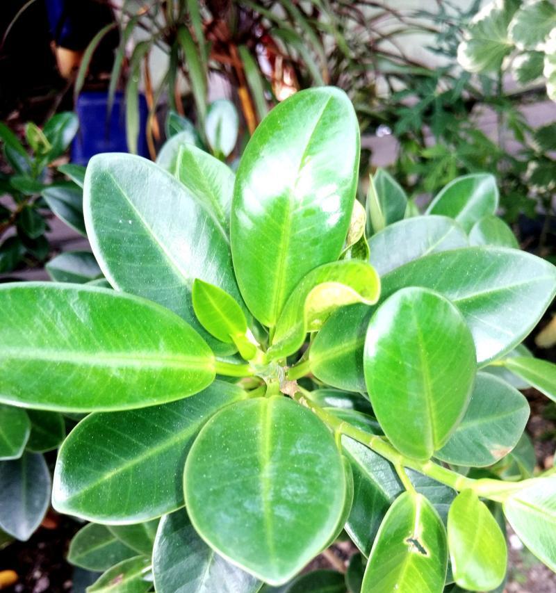 植物叶片变黄的常见原因有哪些？如何预防和解决植物变黄问题？