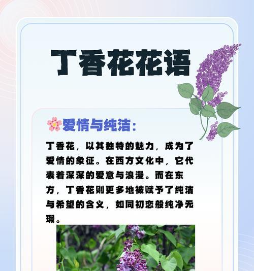 紫玫瑰的花语通常是什么？为何有人认为它带有祸害之意？