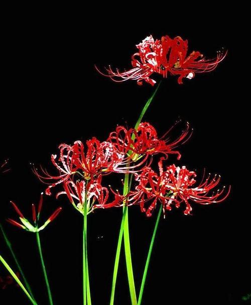 死人花的寓意是什么？为什么被称为死人花？