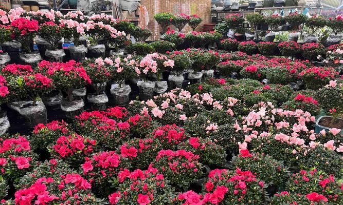 西南二环附近有哪些花卉市场？如何选择合适的花卉市场？
