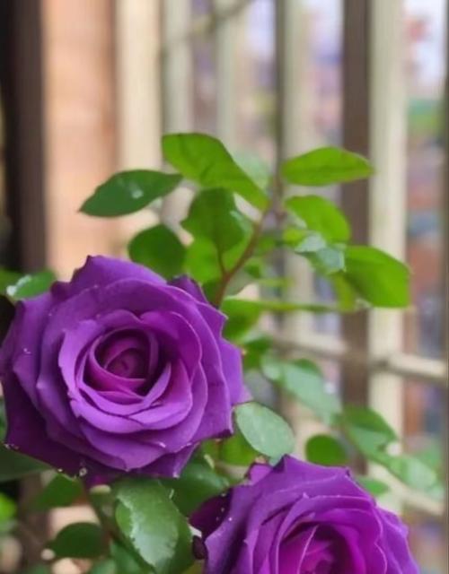 19朵带血的玫瑰花代表什么？过年送什么盆栽花给长辈好？