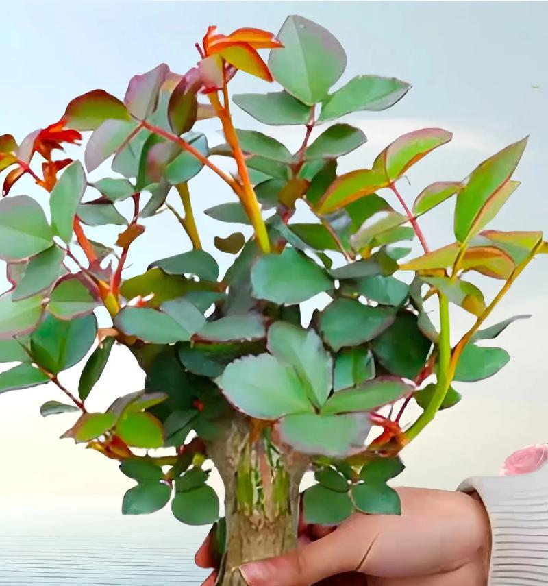 19朵带血的玫瑰花代表什么？过年送什么盆栽花给长辈好？