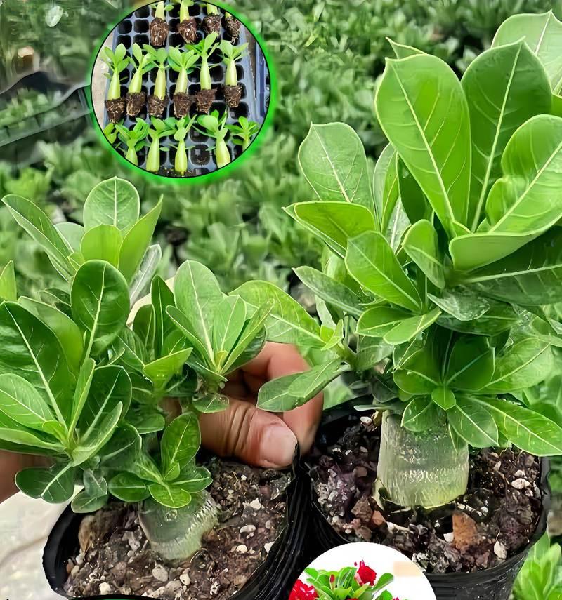 沙漠类花卉有哪些品种？如何选择适合的沙漠花卉？