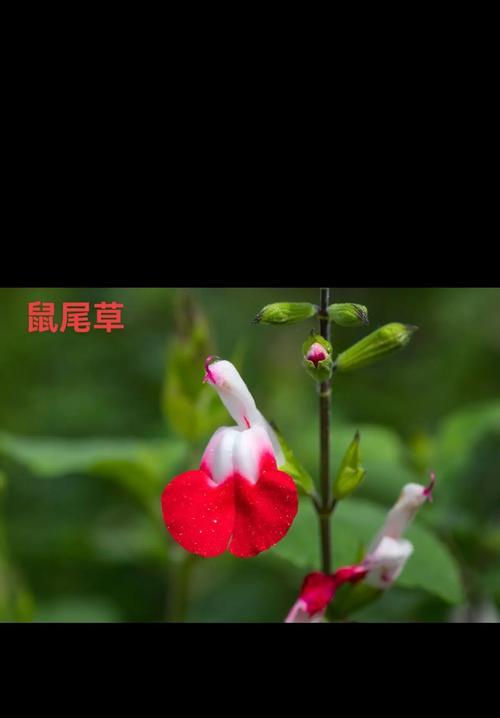 尾巴草的花语及其象征意义是什么？