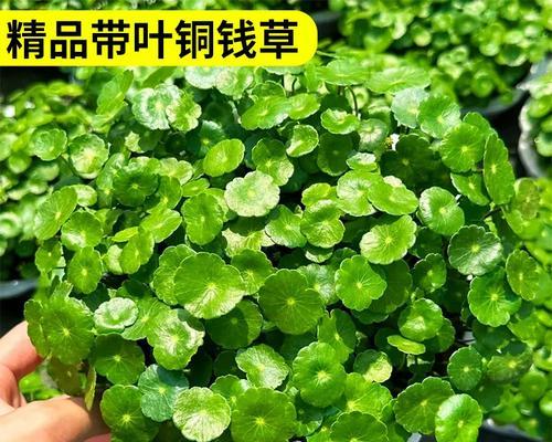 小客厅适合哪些水培花卉？如何养护？