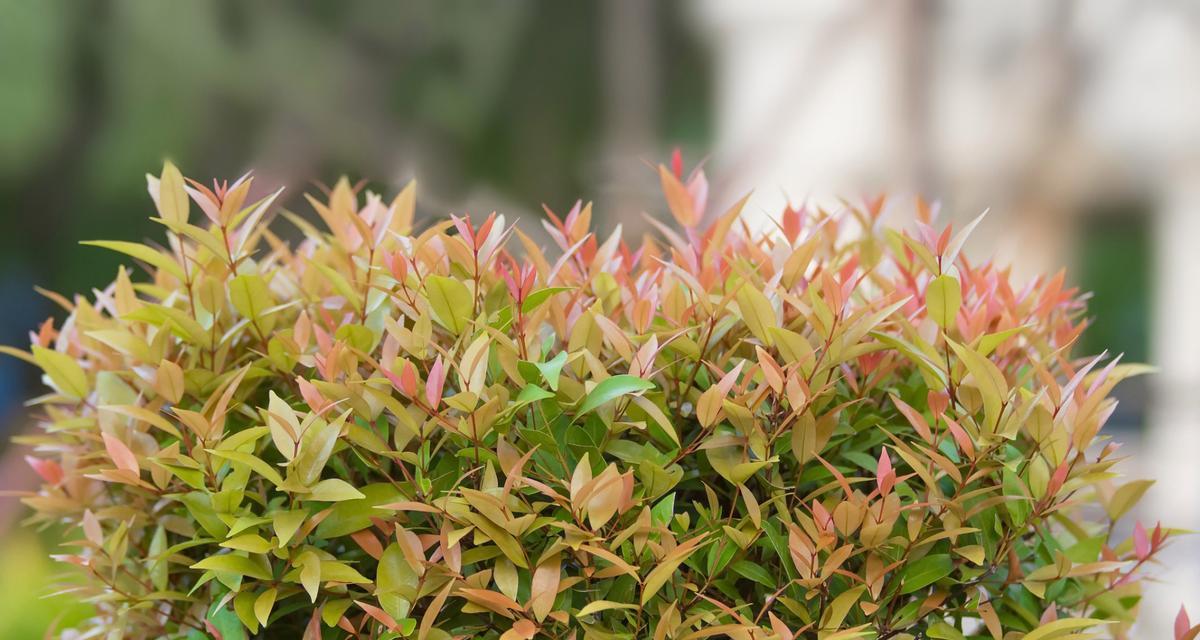 亚乔植物中有哪些花卉品种？它们的特性如何？
