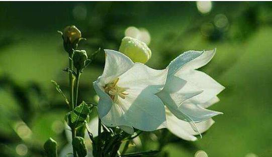 白色花卉通常代表什么？它们的花语有哪些？