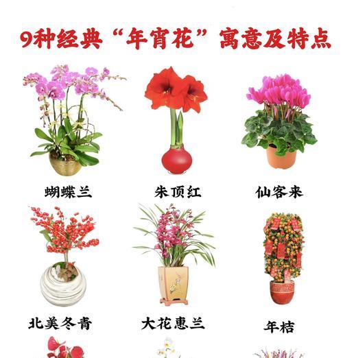 各种花卉的花语和象征意义是什么？