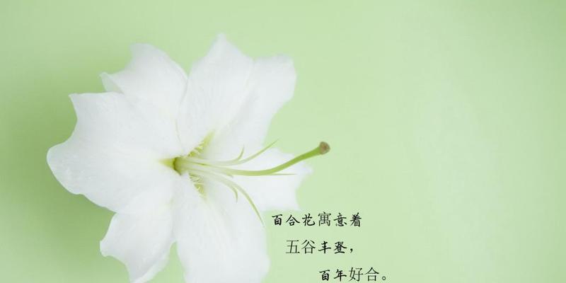 各种花卉的花语和象征意义是什么？