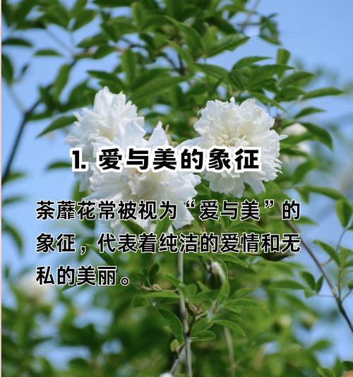 各种花卉的花语和象征意义是什么？