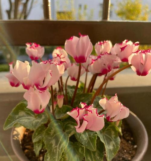 东北室内容易养的花卉有哪些？在寒冷环境中哪些花卉更易存活？