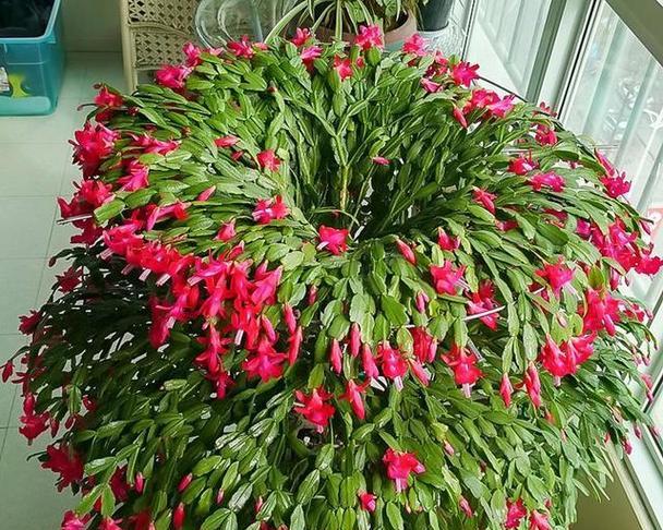 东北室内容易养的花卉有哪些？在寒冷环境中哪些花卉更易存活？
