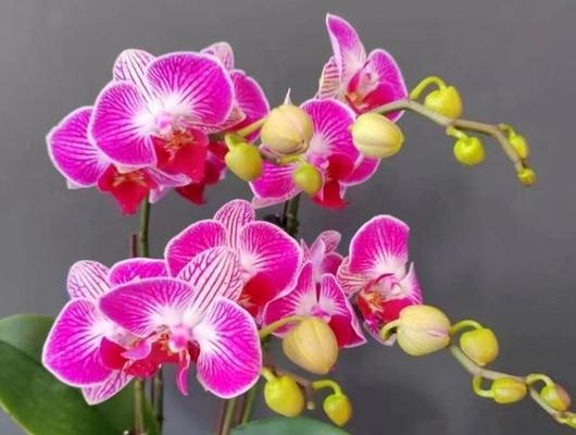 东北室内容易养的花卉有哪些？在寒冷环境中哪些花卉更易存活？