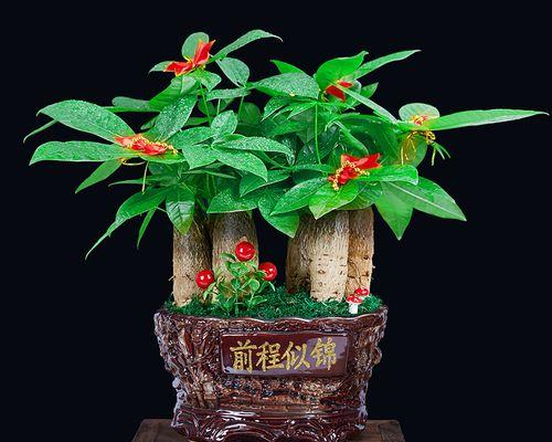 前台适合摆放什么植物？如何选择前台植物？