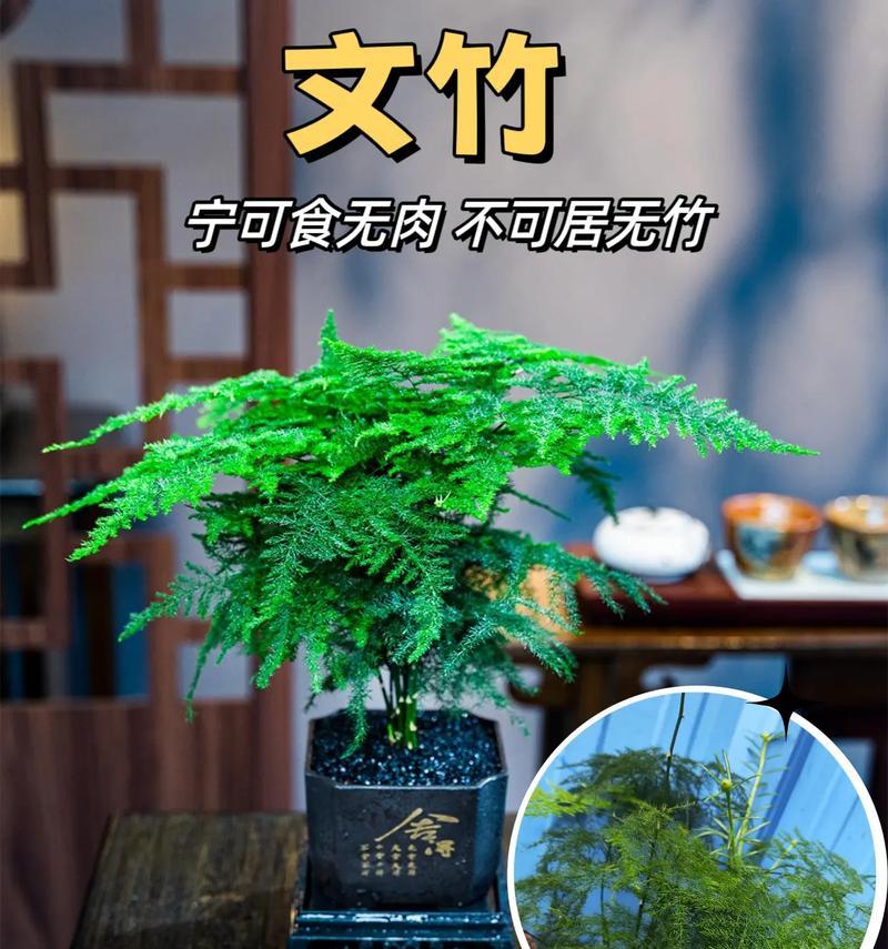 书桌上植物的养护方法是什么？如何确保书桌植物的健康成长？
