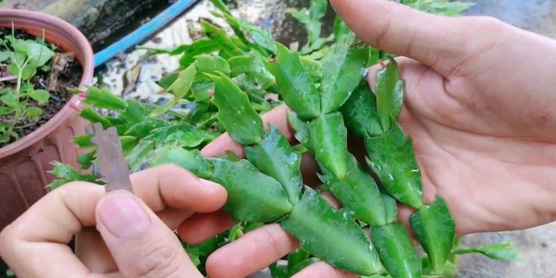嫁接番茄的花语有何深意？它在园艺中象征着什么？