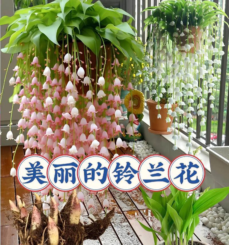 水果鲜花的寓意和花语是什么？水果与鲜花结合的特殊含义是什么？