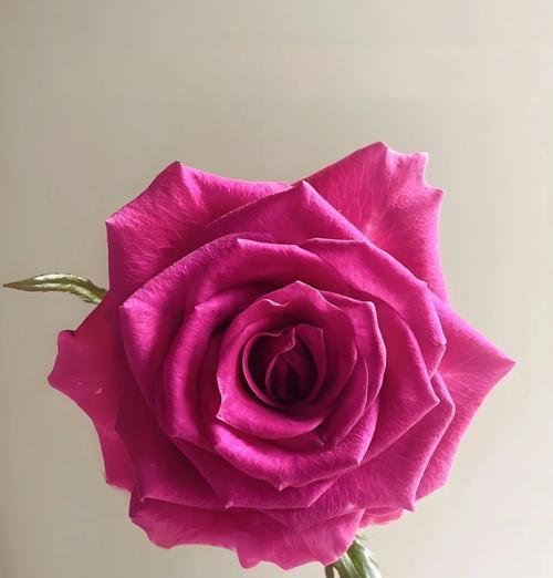 红丝绒玫瑰99朵有何特殊含义？99朵玫瑰花语是什么？