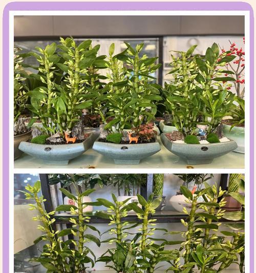 石斛的花语含义是什么？它象征着什么？