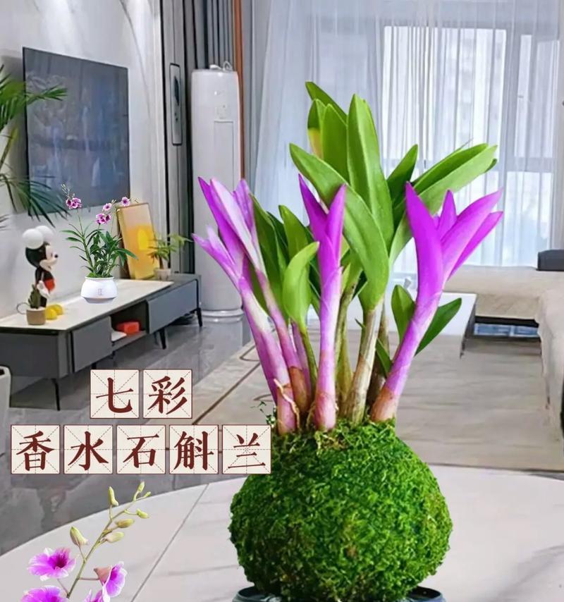 石斛的花语含义是什么？它象征着什么？