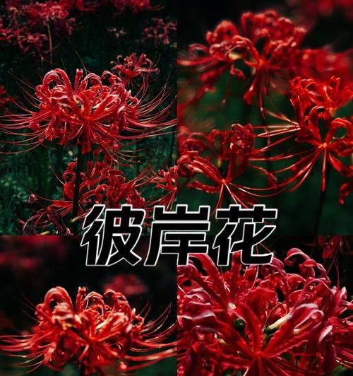 播放离别开始的花语是什么？它表达了怎样的情感？