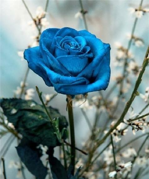 了解蓝玫瑰真正的花语是什么？蓝玫瑰代表了哪种爱情？