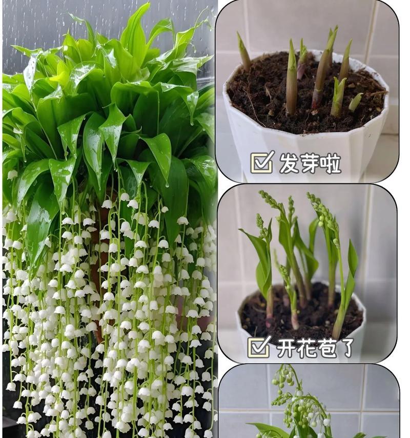 铃兰花的花语有何含义？