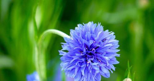 军训的花语是什么？军训有什么特别的花语吗？