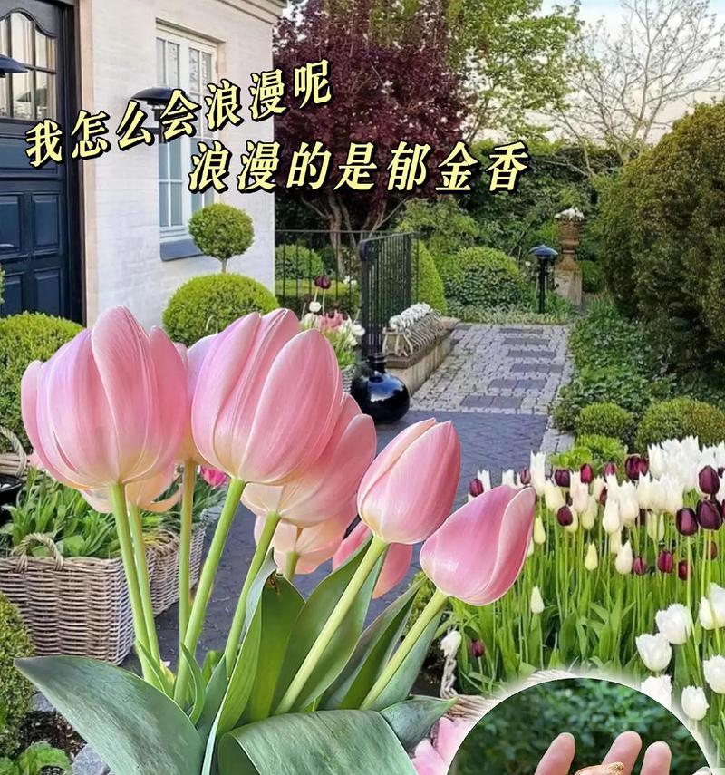 郁金香的特点与花语有何关联？