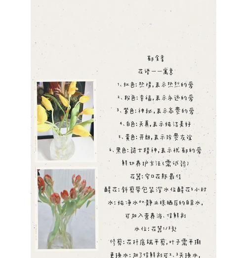 郁金香的特点与花语有何关联？