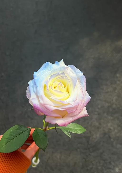 吕子乔经典花语有何深意？