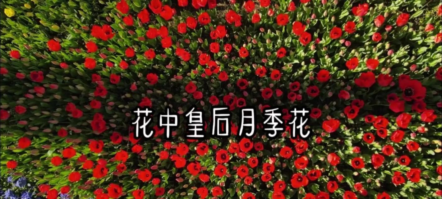 花与花搭配的花语有哪些？如何选择合适的花搭配？