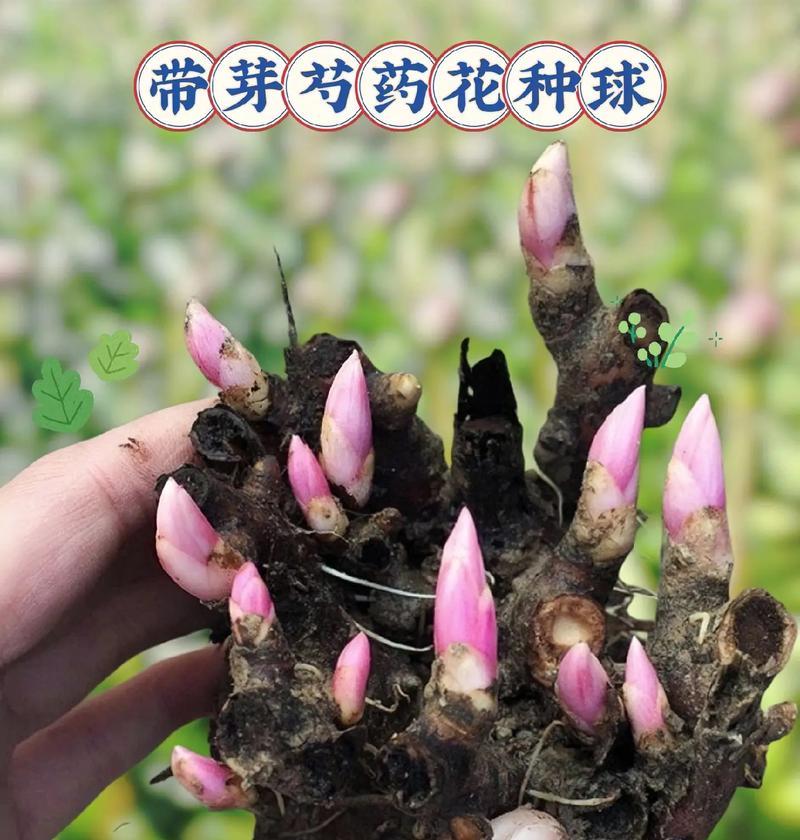 芍药的诗句花语代表什么含义？